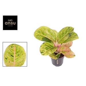 Aglaonema Apple Fantasy