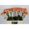 Dahlia Yelno Harmony