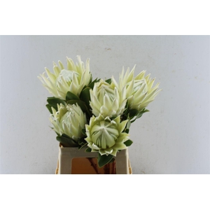 Protea Cy Arctic Ice