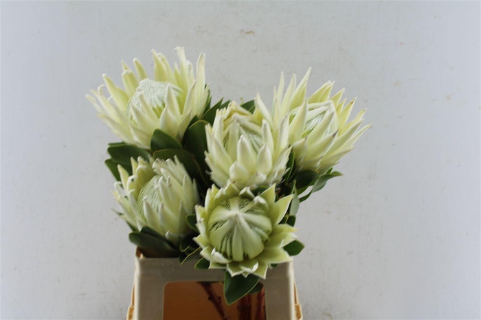 <h4>Protea Cy Arctic Ice</h4>