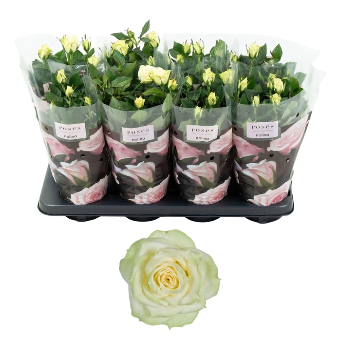 <h4>Nolina Roses Ø 13 cm White</h4>