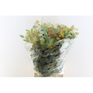 Euca Populus Berry 300 Gram