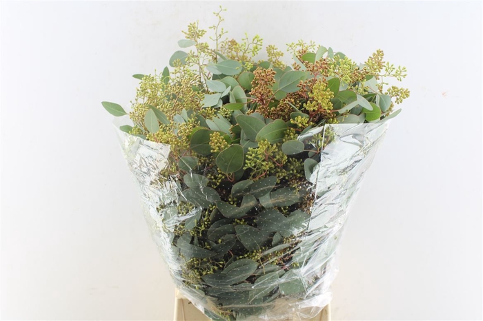 <h4>Euca Populus Berry 300 Gram</h4>