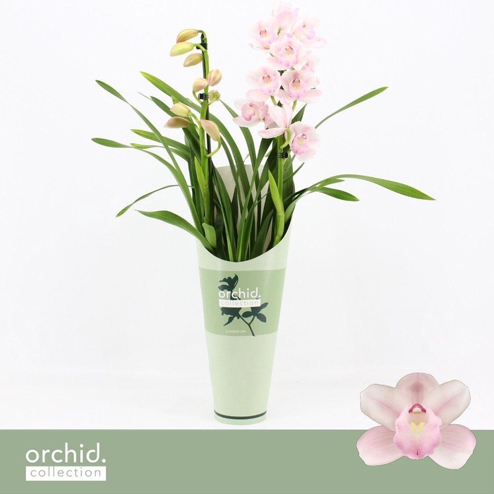 <h4>Cymbidium, Pink Bell 2-spike 'Orchid Collection' Potcover</h4>