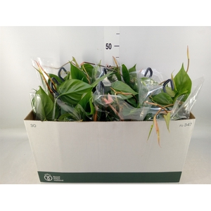 Philodendron scand.
