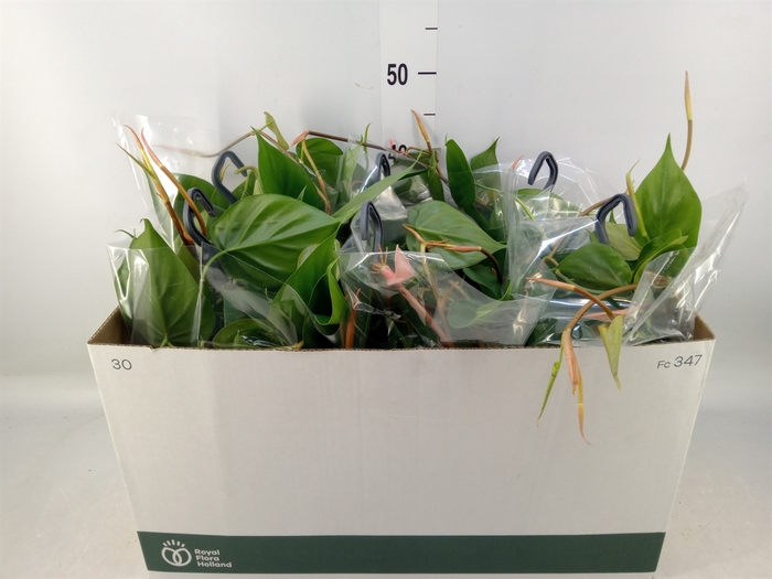<h4>Philodendron scand.</h4>