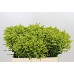 Solidago Tara Gold Buiten