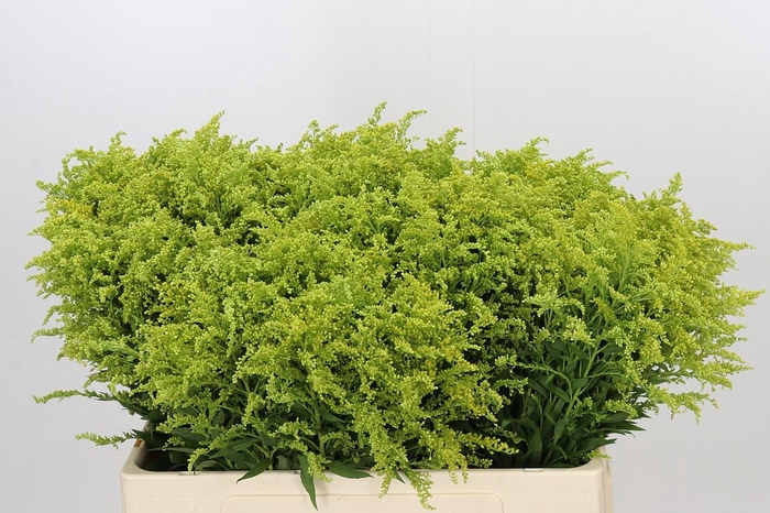 <h4>Solidago Tara Gold Buiten</h4>