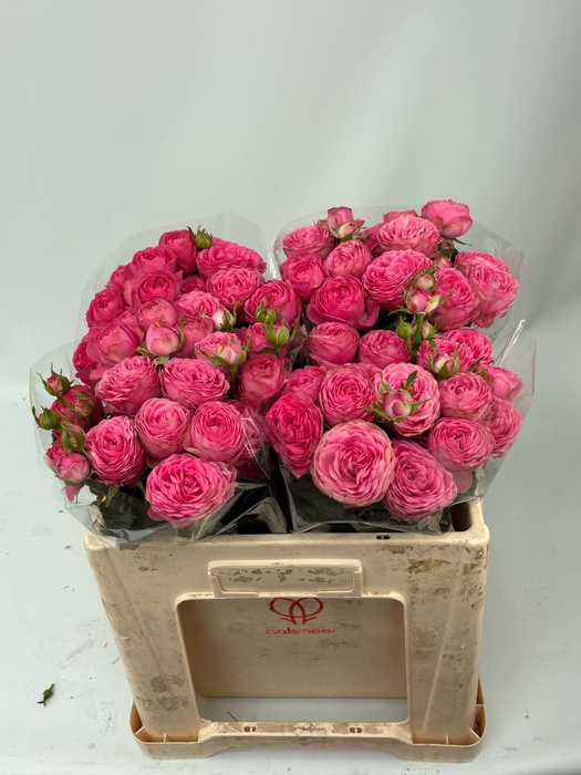 <h4>R TR GISELLE!</h4>