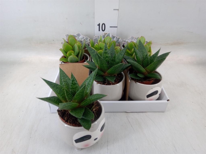 <h4>Succulents   ...</h4>