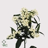 Euphorbia sp quicksilver