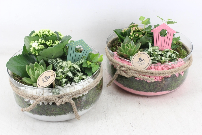 <h4>arr2 PL - Glas bose XL touw - roze/wit</h4>