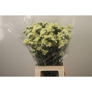 Lim S Yello Sun Bird