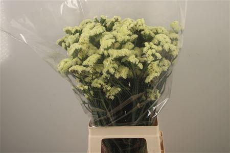 <h4>Lim S Yello Sun Bird</h4>