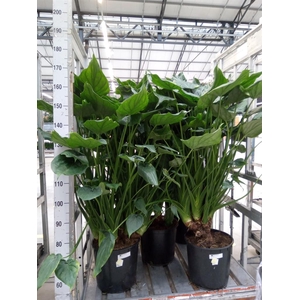 Alocasia cucullata