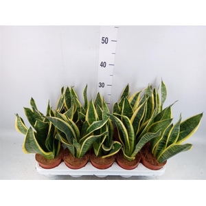Sansevieria trifa. 'Futura Superba'