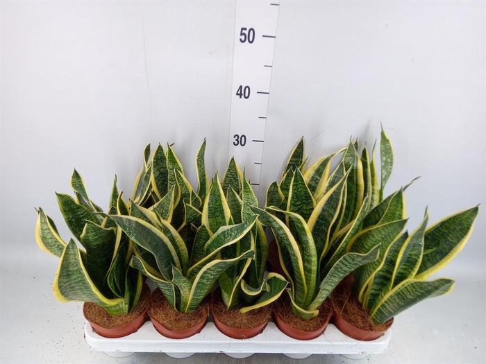 <h4>Sansevieria trifa. 'Futura Superba'</h4>