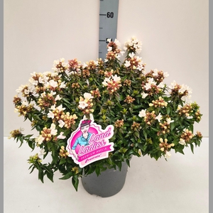 ABEL GRANDIFLORA