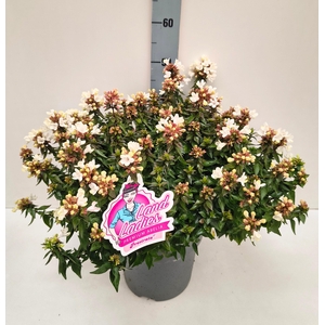 ABEL GRANDIFLORA