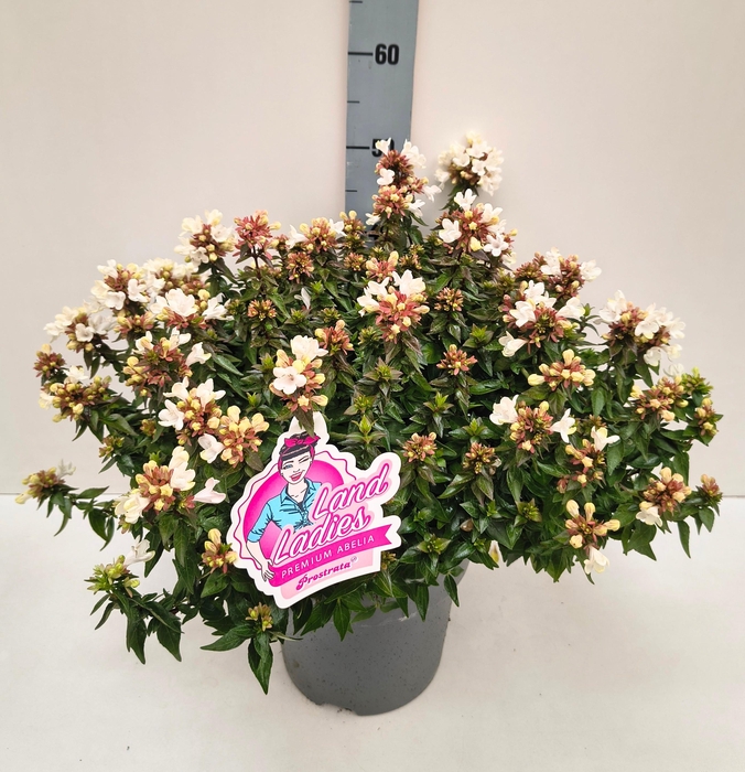 <h4>ABEL GRANDIFLORA</h4>