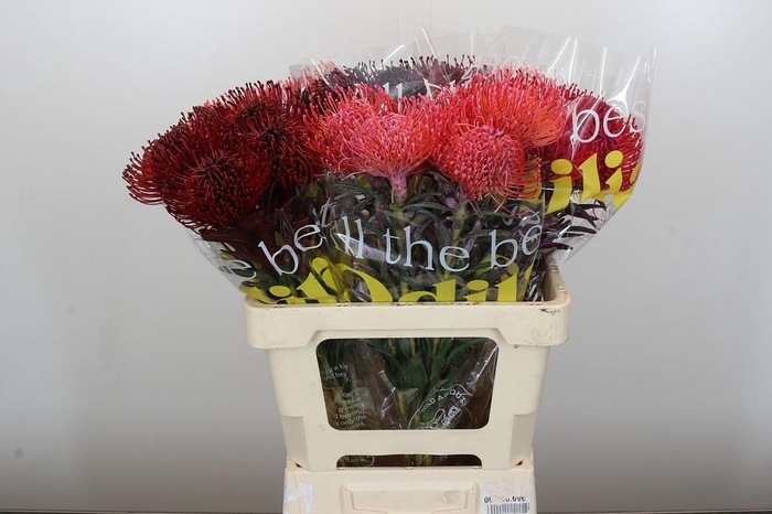 <h4>Kaaps Groen Albigreen</h4>