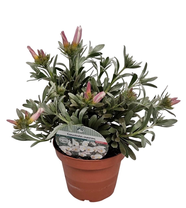 <h4>CONVO CNEORUM</h4>