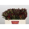 Leucadendron Saf Sunset Dark R.
