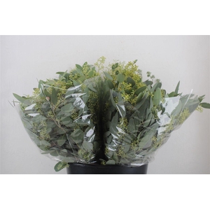 Euca Populus Berry Short 150gr P Bunch