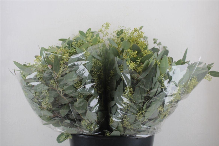 <h4>Euca Populus Berry Short 150gr P Bunch</h4>