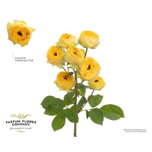 Rosa spray golden trendsetter