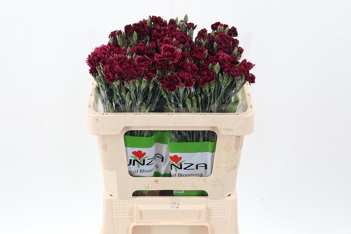 <h4>Di Fiorino Pupa</h4>