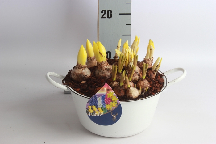 <h4>ARR BOL KNOLGEWAS</h4>