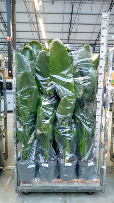 <h4>Strelitzia nicolai</h4>