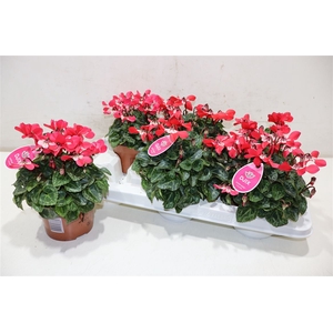 Cycl Kl Sup Angels Red