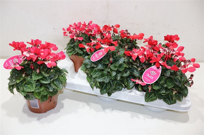 <h4>Cycl Kl Sup Angels Red</h4>