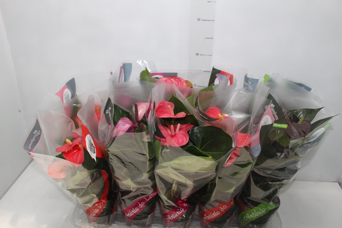 <h4>ANTHURIUM VARIADO P12</h4>