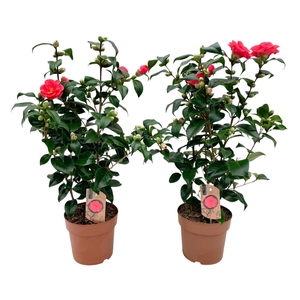 Camellia Japonica Mary Williams 25+ knoppen