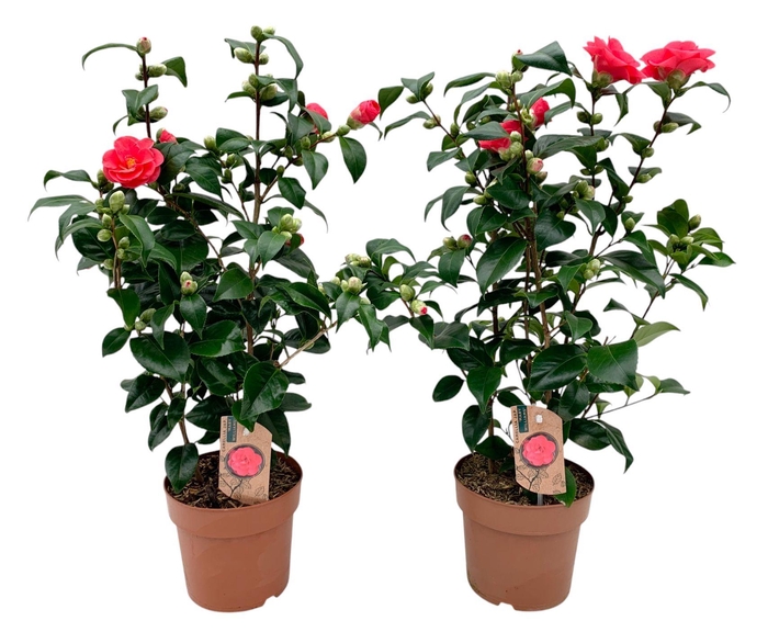 <h4>Camellia Japonica Mary Williams 20-25 knoppen</h4>