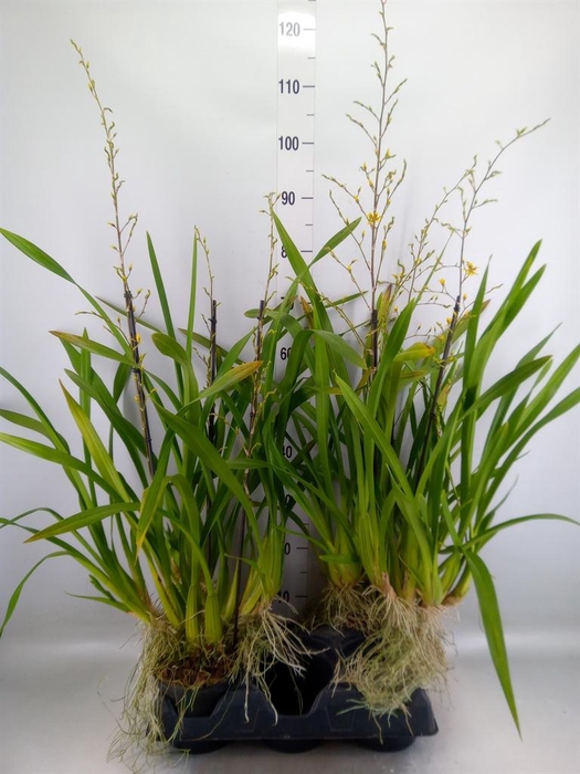 <h4>Orchideeen   ...</h4>