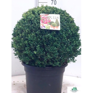 BUXU SEMPERVIRENS
