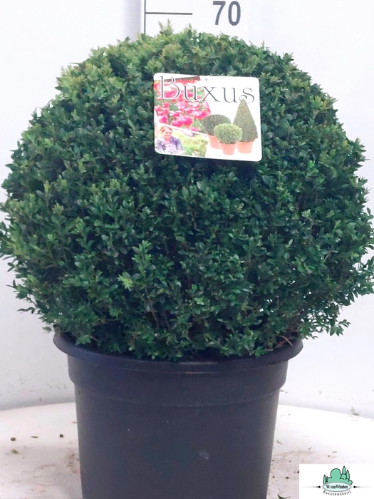 <h4>BUXU SEMPERVIRENS</h4>