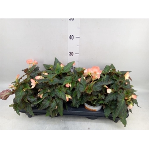 Begonia boliv. 'Beauvilia Salmon'