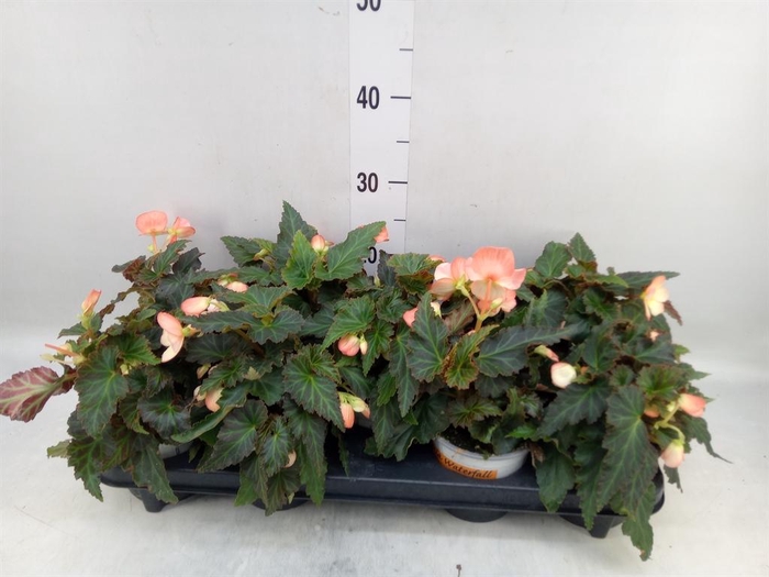 <h4>Begonia boliv. 'Beauvilia Salmon'</h4>