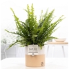 Nephrolepis Green Lady in P&PURE Rosy cer.