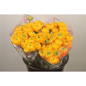 Ran.. Su Omega Extra