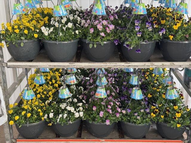 <h4>VIO CO END GEM</h4>