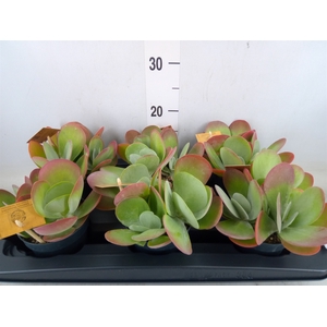 Kalanchoe NF thyrsiflora