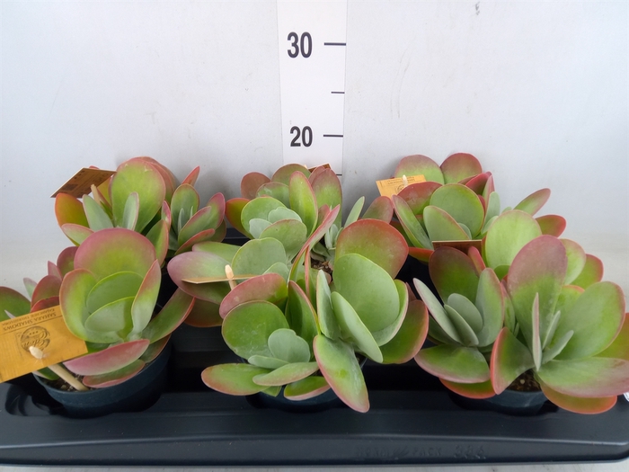 <h4>Kalanchoe NF thyrsiflora</h4>