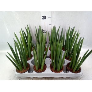 Sansevieria cyl.  ...