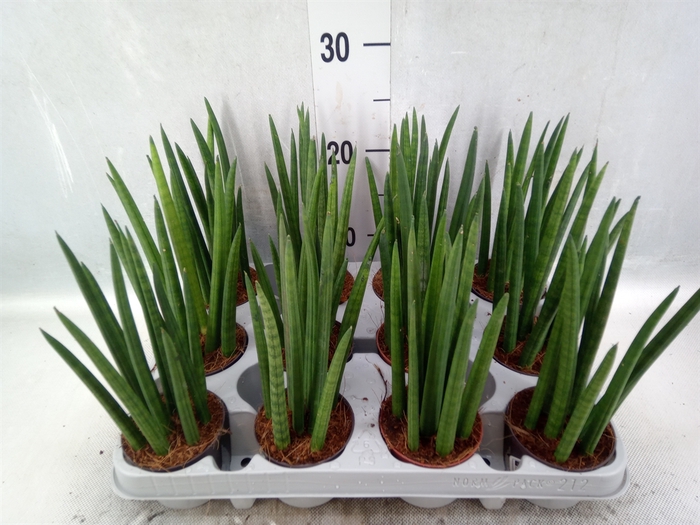 <h4>Sansevieria cyl.  ...</h4>